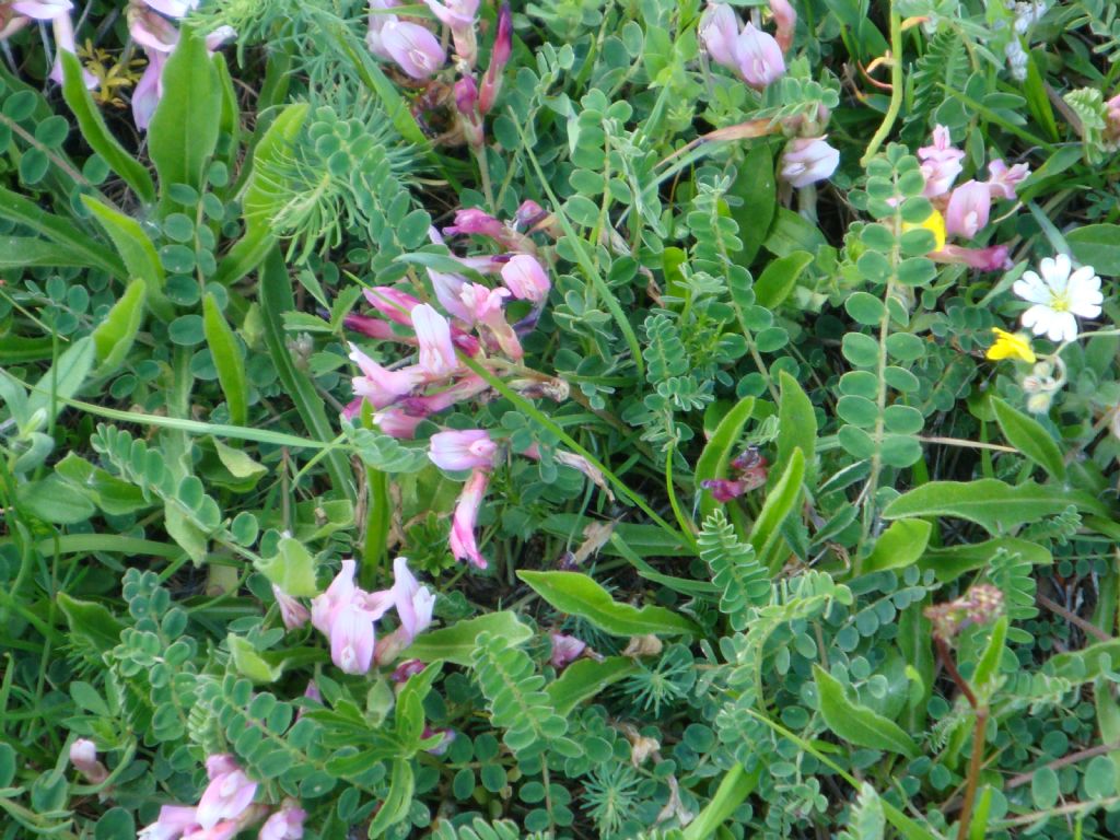 Astragalus monspessulanus  (Fabaceae)